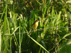 Geothlypis poliocephala