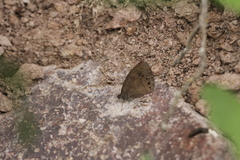Pindis squamistriga