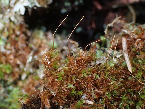 Image of Tetraphis geniculata by no rights reserved