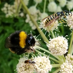 Bombus