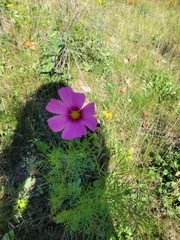 Cosmos bipinnatus
