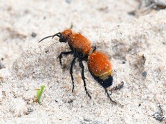 Dasymutilla bioculata