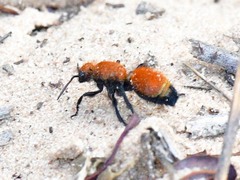 Dasymutilla bioculata