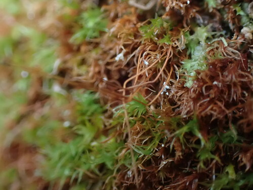 Image of Tetraphis geniculata by no rights reserved