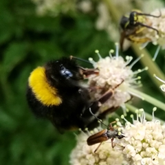 Bombus