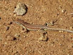 Meroles suborbitalis