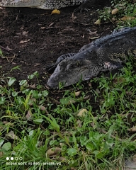 Crocodylus moreletii
