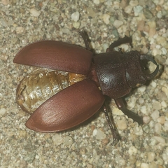 Lucanus mazama