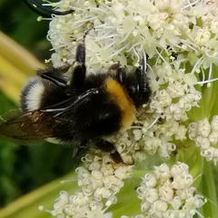 Bombus