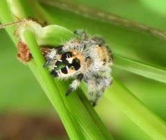 Phidippus maddisoni