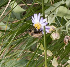 Bombus flavifrons