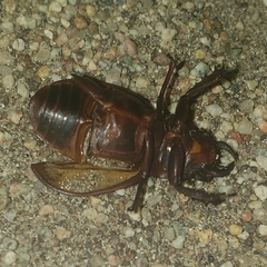 Lucanus mazama