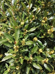 Laurus