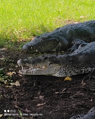 Crocodylus moreletii
