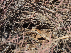 Psammophis notostictus