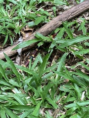 Micrurus mosquitensis