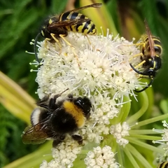 Bombus