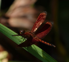 Neurothemis ramburii