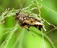 Wagneriana