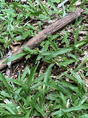 Micrurus mosquitensis