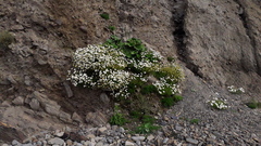 Tripleurospermum