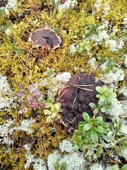 Hydnellum peckii