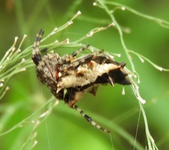 Wagneriana