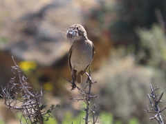 Crithagra albogularis