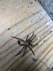 Dolomedes tenebrosus