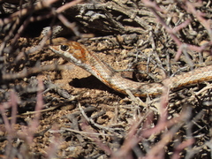 Psammophis notostictus