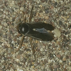 Corixinae