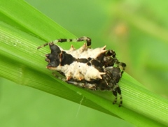 Wagneriana