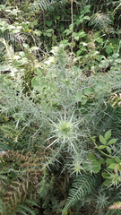 Ulex