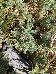 Astragalus sempervirens