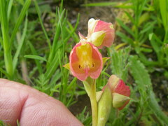 Pterygodium catholicum