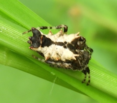 Wagneriana