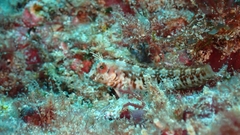 Parablennius salensis