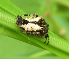 Wagneriana
