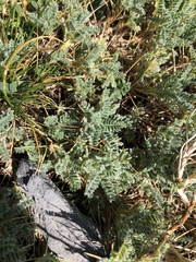 Astragalus sempervirens