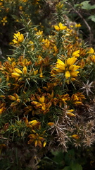 Ulex