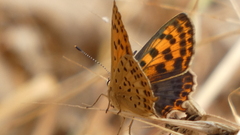 Lycaena bleusei