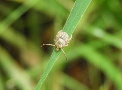 Amblyomma