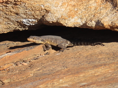 Karusasaurus polyzonus