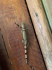 Sphaerodactylus homolepis