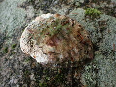 Haliotis kamtschatkana