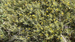 Ulex