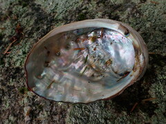 Haliotis kamtschatkana