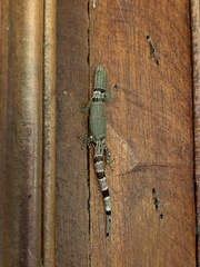 Sphaerodactylus homolepis