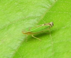 Sibovia
