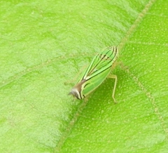 Sibovia